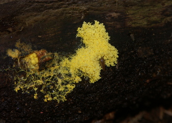 Gelbe Lohblüte (Fuligo septica var. flava) - © Bernard Wieser